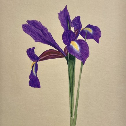 Ariane Fruit, Iris xiphium (Iris à feuilles en glaive), 2023