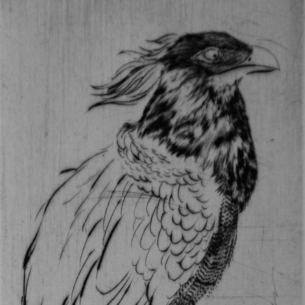 Marjan Seyedin, "Oiseaux" #13, 2011