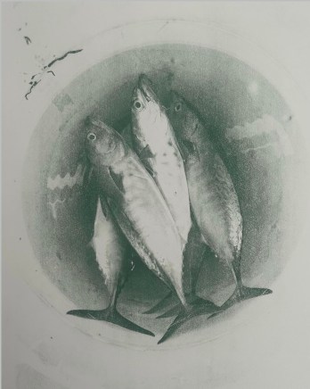 Lucia Seifert, Falcate Frenzy