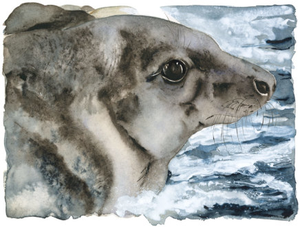 Jackie Morris & Robert Macfarlane, The Lost Spells- Grey Seal