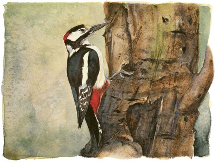 Jackie Morris & Robert Macfarlane, The Lost Spells- Great Spotted Woodpecker