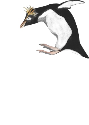 Beatrice Forshall, Northern Rockhopper Penguin
