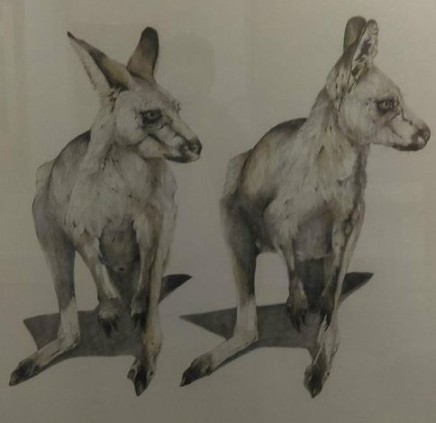 Karen Barbouttis, Grey Kangaroos Featherdale Park, 2018