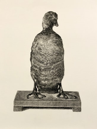 Yvonne East AustralianMusk Duck (Mr Bunyip), 2024 Charcoal on Fabriano paper 62 x 49cm
