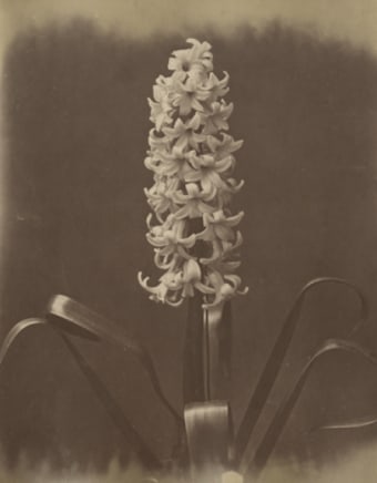 Captain Horatio Ross, Mr. Livewrights first prize hyacinth, 1857