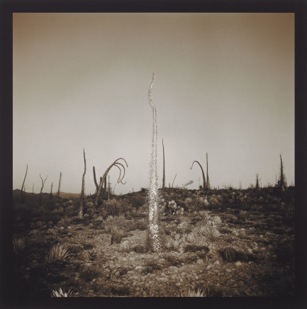 Richard Misrach, Boojum Tree, 1976 - 2001