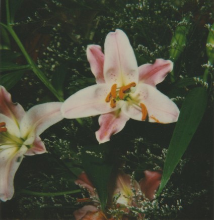 Nobuyoshi Araki, polaroid