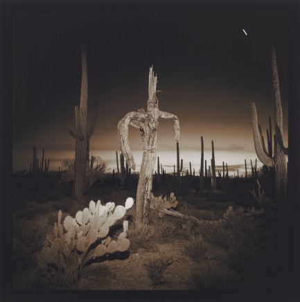 Richard Misrach, Saguaro Cactus, 1975
