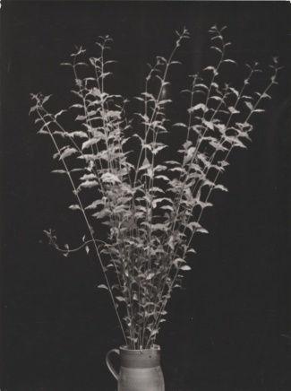 Constantin Brancusi, Branches dans une cruche, 1933 - 34