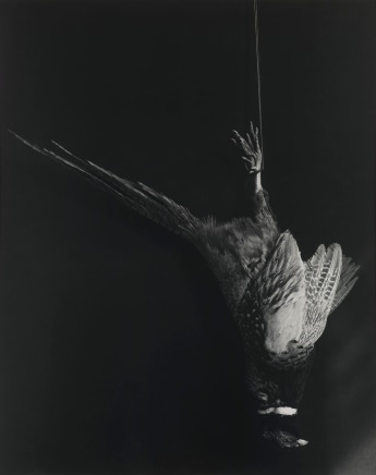 Robert Mapplethorpe, Pheasant, 1984