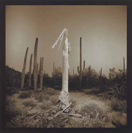 Richard Misrach, Saguaro Cactus, 1975 - 2001