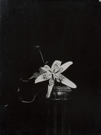 Constantin Brancusi, Lily, 1933