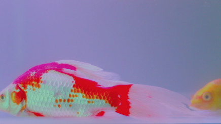 本杰明·阿普尔 Benjamin Appel , 花圃中的鱼 Fish in the Flowerbed, 2017