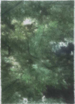 康海涛 Kang Haitao , Bushes 树丛, 2015-2016