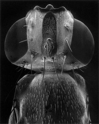 Claudia Fährenkemper, 11-02-7 Head of a fly, 50x, 2002