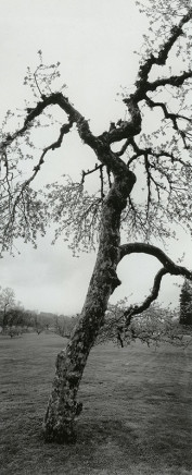 Geoffrey James, Apple Tree, New York State, 2005