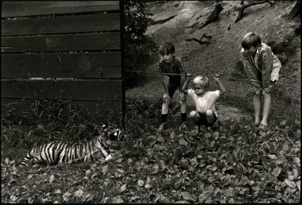 Jill Freedman, Untitled [Three kids watching a tiger], circa 1972