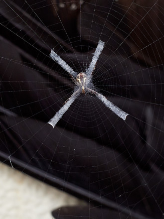 Guillaume Simoneau, Untitled (St. Andrew’s Cross spider 02), Takeo city, Saga prefecture, Japan, 2016