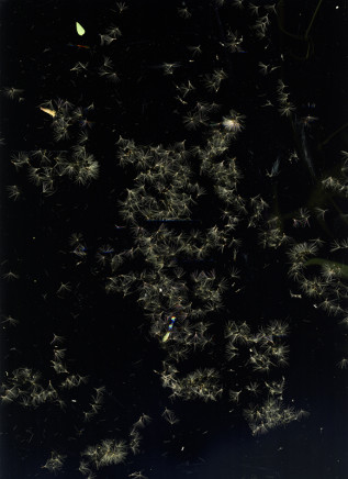 Sara Angelucci, July 2 (Seed pods), 2020