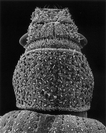 Claudia Fährenkemper, 9-96-3 Head of a beetle, 40x, 1996