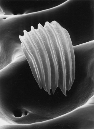 Claudia Fährenkemper, 42-96-10 Sensitory hair of a beetle, 3000x, 1996