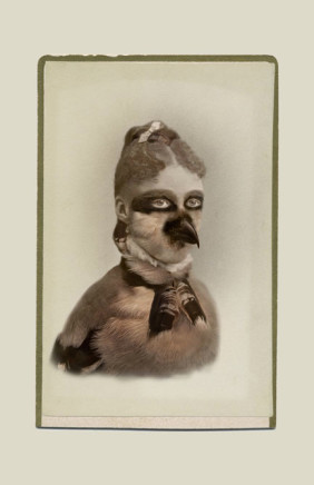 Sara Angelucci, Aviary (Loggerhead Shrike/endangered), 2013
