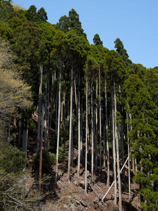 Guillaume Simoneau, Untitled (forest), Kintetsu, Beppu, Ōita prefecture, Japan, 2017