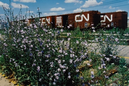 Isobel Harry, Rolling Stock and Chicory, 1985