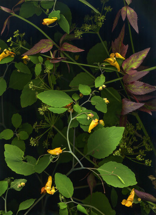 Sara Angelucci, August 15 (Jewel Weed, Dill, White Baneberry), 2022