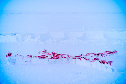 Louie Palu, Snow blocks shaped into an X stained with red smoke grenades by Canadian soldiers and airmen training to signal rescue aircraft, at the Crystal City training facility in Resolute Bay, Nunavut, 2017
