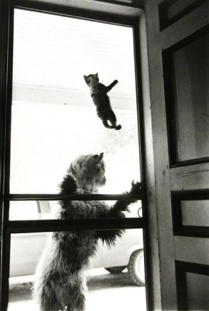 George S. Zimbel, Dog + Kitten, Bona Fide Farm PEI, 1976