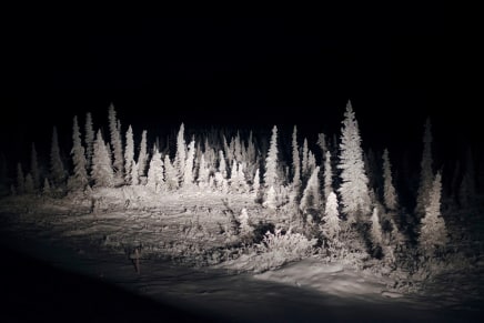 Louie Palu, Headlights of a vehicle illuminate at the end of the tree line before the Arctic Circle on the Dalton Highway, which is the haul road to the oil fields in Deadhorse and Prudhoe Bay, Alaska, 2016