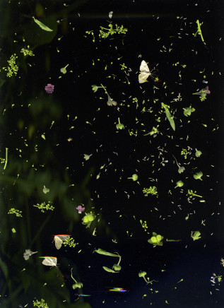 Sara Angelucci, June 18 (Moth, assortment of seeds, flowers, leaves), 2020