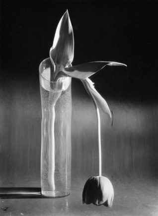 André Kertész, Melancholic Tulip, Feb. 10, 1939