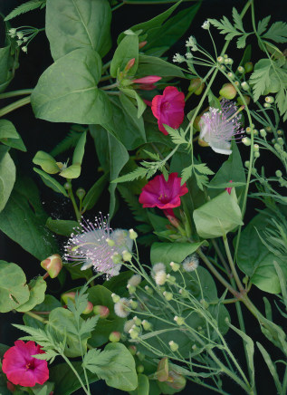 Sara Angelucci, June 6 (Bella di Notte, Caper berries & flowers, Common Hedge Parsley, Flax-Leaved Horseweed), 2023