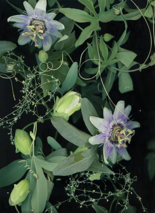 Sara Angelucci, May 31 (Blue crown Passionflower, Thyme-leaved Sandwort), 2023