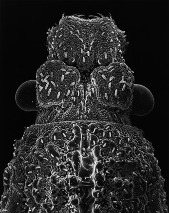 Claudia Fährenkemper, 65-03-4 Head of a Beetle, 30x, 2003