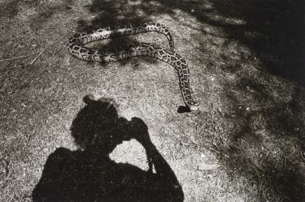 Jill Freedman, Untitled [Jill's shadow taking a photo of a snake], circa 1972