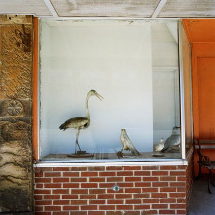 Phil Bergerson, Untitled, Antwerp, Ohio [melancholic bird], 2007