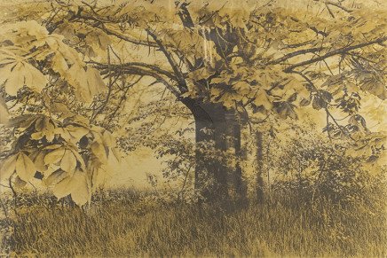 Phil Bergerson, Untitled (Chestnut tree), Toronto, Ontario, 1971