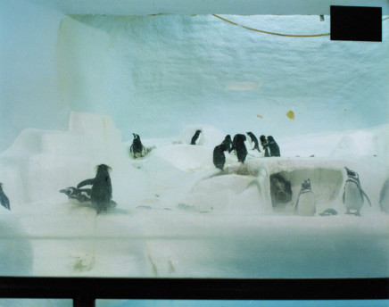 Volker Seding, Baby Rockhopper Penguins, Cincinnati, 1995