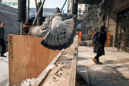 Larry Towell, Pigeon, Union Station, Toronto, Canada, February 2015