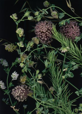 Sara Angelucci, June 11 (Allium, Cypress Spurge, Hedge Nettle, Barley), 2023