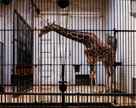 Volker Seding, Giraffe, St. Louis, 1987