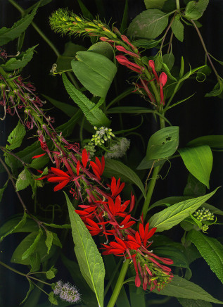 Sara Angelucci, August 15 (Cardinal Flower, Mint, Joe Pye Weed), 2022