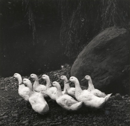 Irene Fay, Peking Ducks, 1978