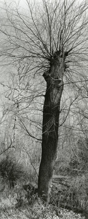 Geoffrey James, Topped Tree, High Park, Toronto, 2005