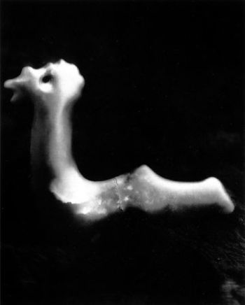 Fiona Pardington, Taniwha, Port Levy, 2002