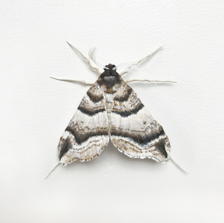 Elizabeth Thomson, Moth #1, 2017