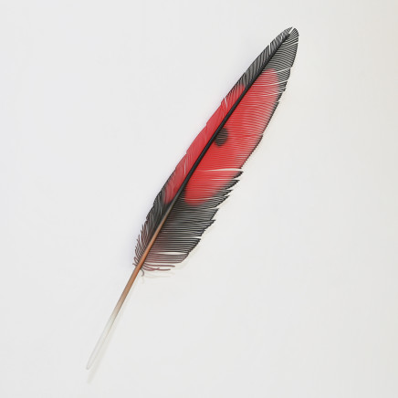 Neil Dawson, Red Black Feather, 2020